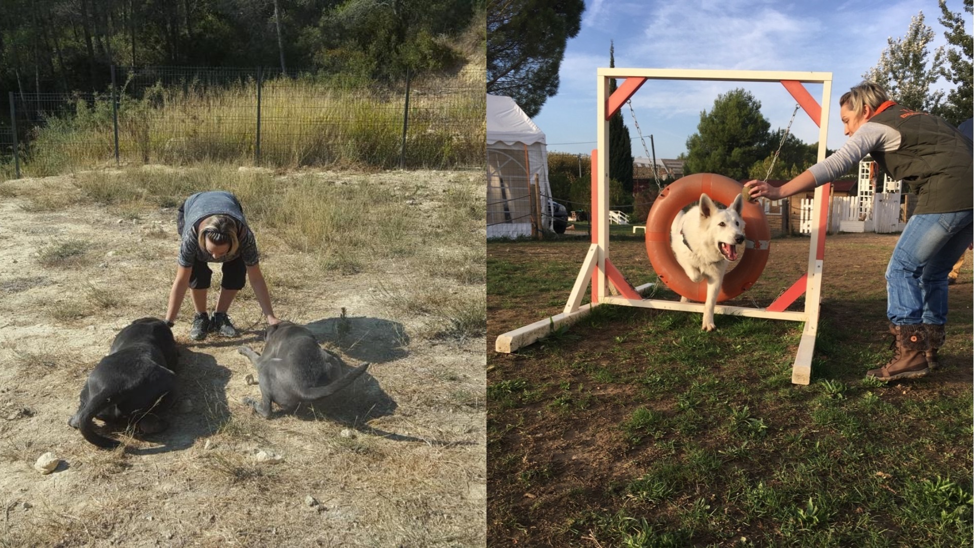 Académie Du Chien Educateur Canin à Sanary Sur Mer